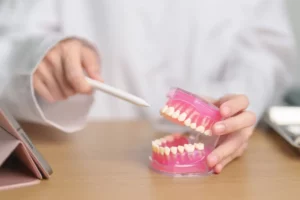 Dental model showing proper brushing technique for oral hygiene education